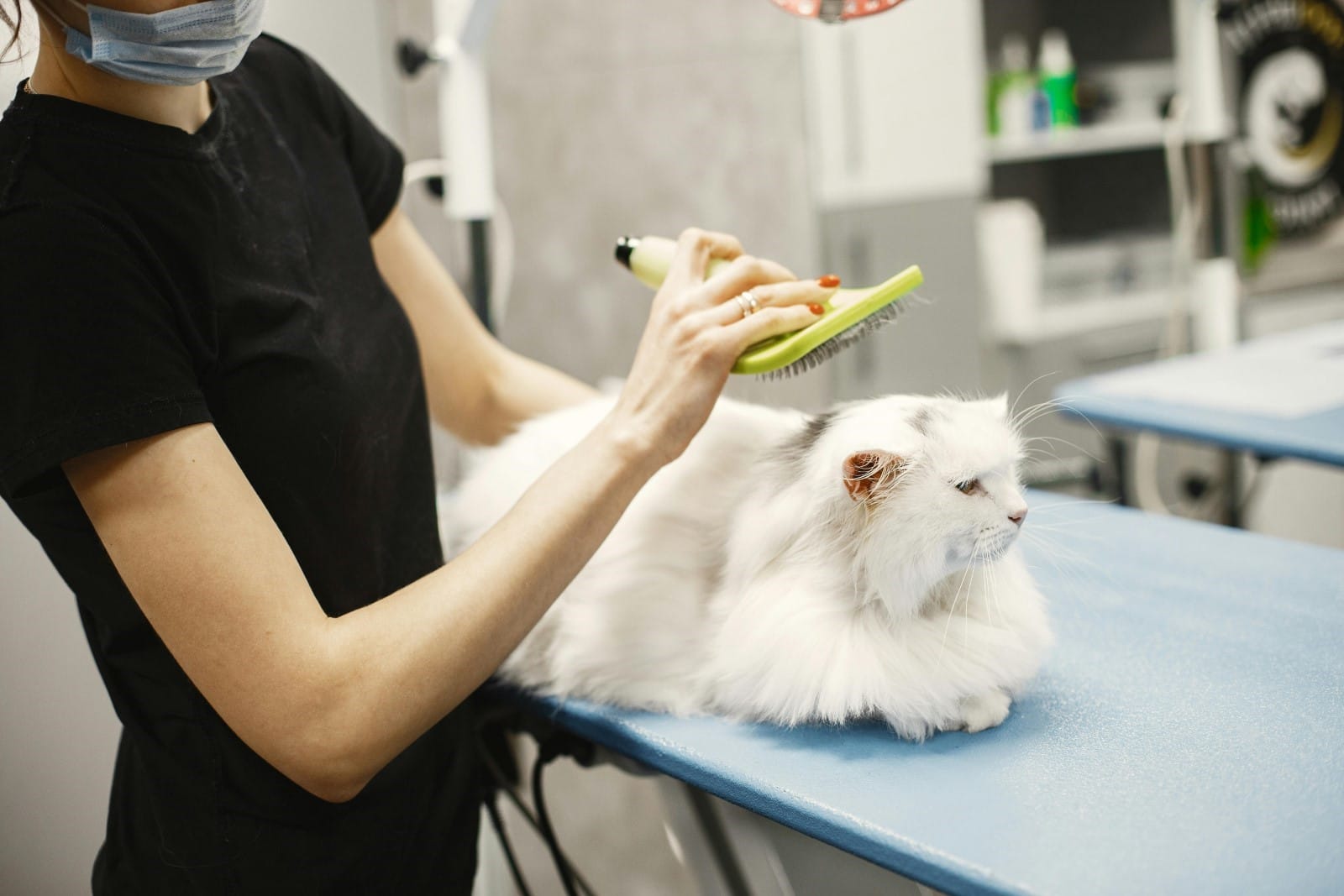 Staff member brushing a cat's hair